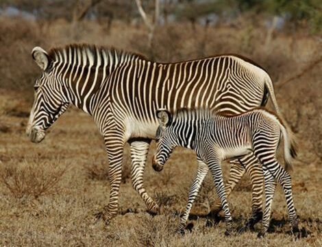 Grevy Zebra Safari