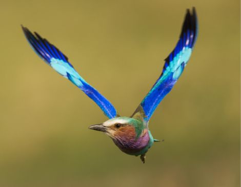 Ornithological Safari