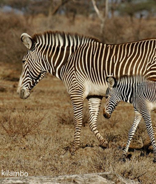 Grevy Zebra Safari